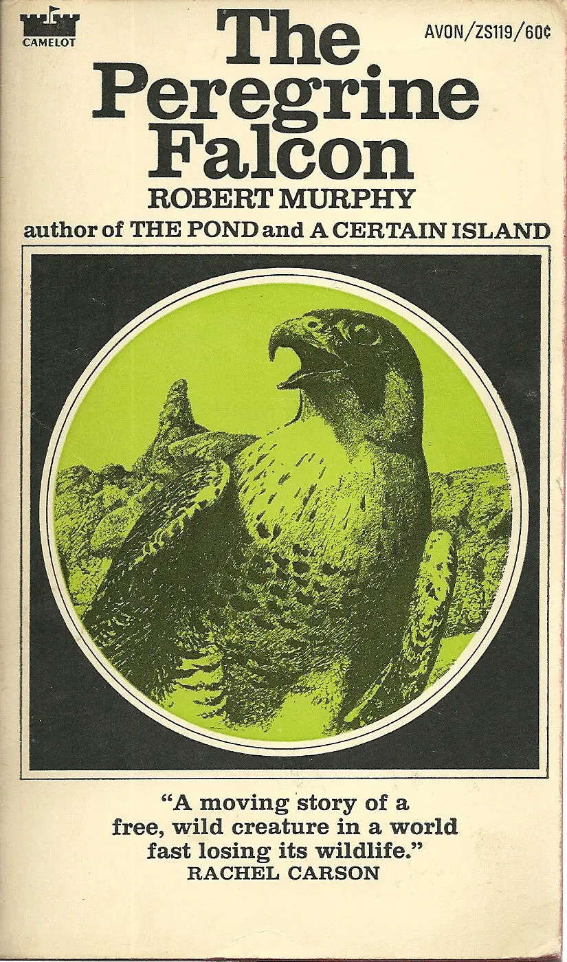 The Peregrine Falcon 1